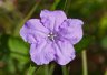 Carolina Ruellia (Ruellia caroliniensis) - Photo by Doug Kimball

